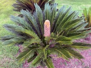The Cycad 'Sago Palm' features a large, upright cone at its centre and lush, feather-like green leaves. An attractive choice for an 8" pot.