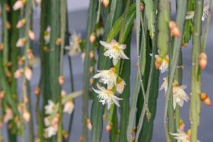 The Rhipsalis boliviana 'Forest Cactus' 5" (Hanging Basket) features long, slender green stems with white and pale pink flowers—ideal for hanging displays or as a unique accent cactus.