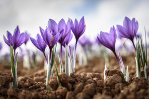 Crocus 'Saffron' Herb in a 5" pot features purple flowers emerging from brown soil, set against a sky backdrop.