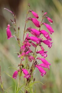 A close-up of Penstemon 'Evelyn' in a 10cm pot features clusters of bright pink, tubular flowers on a tall stem, beautifully set against a blurred green and brown backdrop.