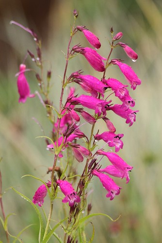 A close-up of Penstemon 'Evelyn' in a 10cm pot features clusters of bright pink, tubular flowers on a tall stem, beautifully set against a blurred green and brown backdrop.