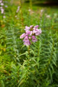 The Penstemon 'Sour Grapes' 4" Pot features a pinkish-purple wildflower with tubular blooms and green, lance-shaped leaves, shown in close-up with blurred foliage in the background.
