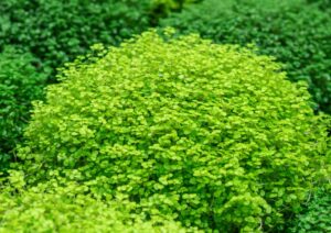 Soleirolia 'Golden Baby's Tears' forms a dense mound of small, bright green leaves that contrast with darker garden foliage. Thrives beautifully in a 18cm pot.
