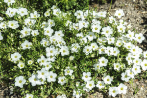 Arenaria 'Summer White' in a 15cm pot features delicate white blossoms, creating a charming and elegant display.