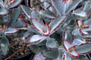 Close-up of fuzzy, green Kalanchoe 'Chocolate Velvet Ears' leaves with reddish-brown edges, thriving in a 15cm pot with visible soil.
