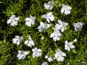Delicate small white, fringed flowers of Hemiandra 'Snakebush' bloom amid dense green leaves in a 15cm pot, viewed from above in bright daylight—perfect for adding charm to any space.