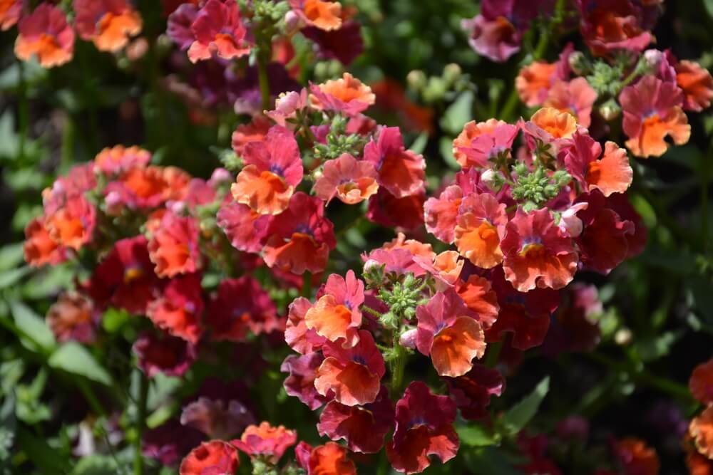 Dianella 'Breeze®' Flax Lily in an 8" pot features clusters of orange and red flowers with green foliage, glowing in natural sunlight.