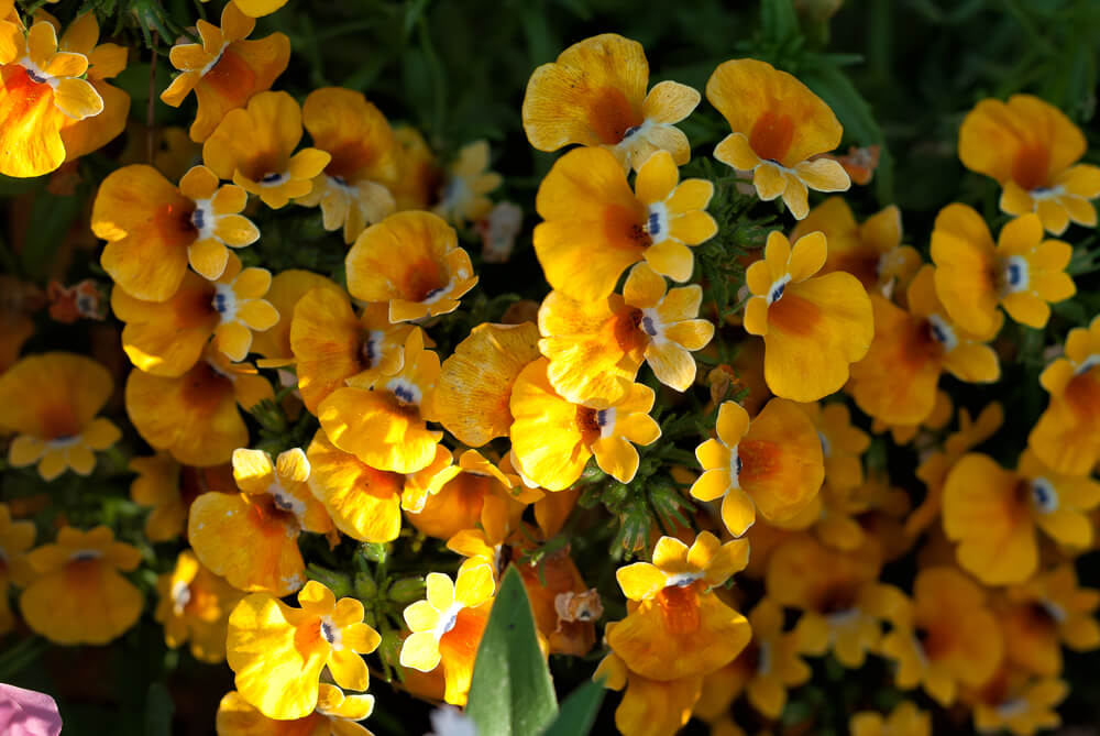 Close-up of Dianella 'Breeze®' Flax Lily in an 8" pot, featuring vibrant yellow flowers and lush green foliage bathed in sunlight.