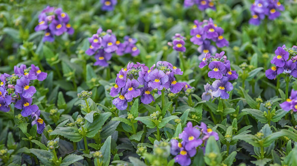 Dianella 'Breeze®' Flax Lily in an 8" pot features clusters of purple flowers with yellow centres set against lush green foliage, adding vibrant beauty to any space.