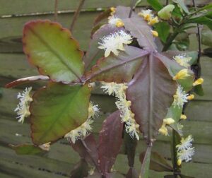 Rhipsalis 'Paddle Leaf' 5" (Hanging Basket) features flat reddish-green leaves and small clusters of yellow-white flowers along the edges, displayed against a wooden fence background.