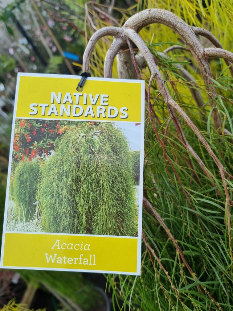 Acacia 'Waterfall™' Standard