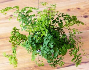 A top-down view of an Adiantum 'Pacific Maid' Maidenhair Fern with delicate green fronds in a 10cm pot on a wooden surface.