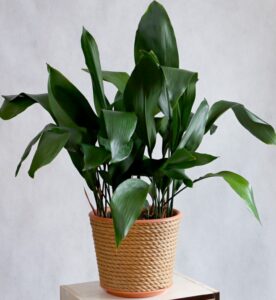 An Aspidistra 'Cast Iron Plant' in an 8" pot, featuring broad, dark green leaves, sits in a woven basket on a light surface against a plain background.