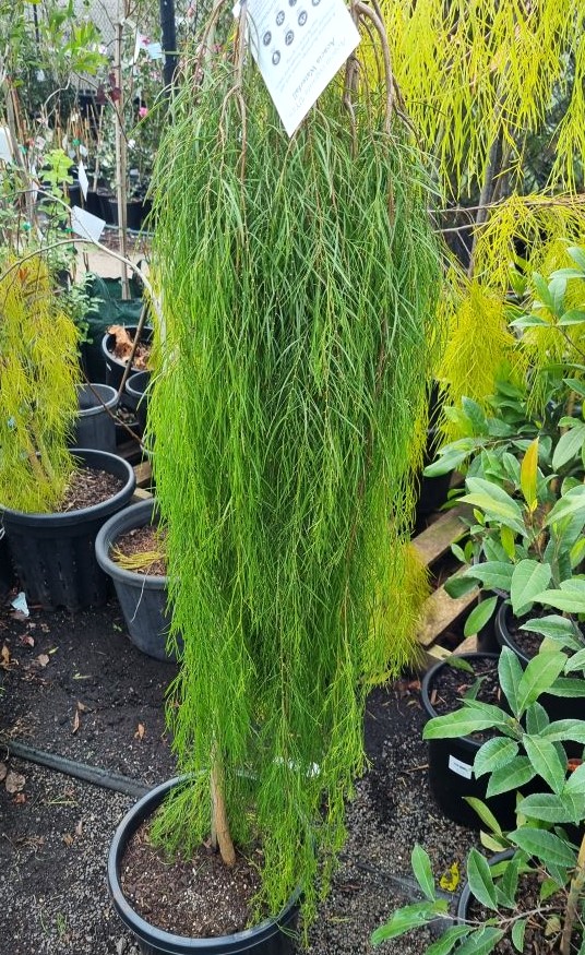 green native standard acacia cognata waterfall weeping grafted standard