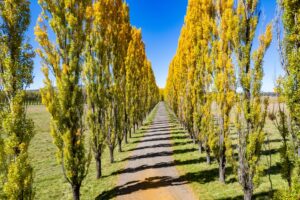 A straight dirt road lined on both sides with Populus 'Crows Nest' Poplar 10" Pot trees, their yellow-green leaves bright under a clear blue sky.