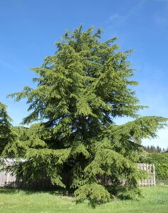 A Cedrus atlantica 'Atlas Cedar' in an 8" pot grows much larger over time, eventually becoming a large evergreen with drooping branches—perfect for planting on a lawn or as a striking landscape feature.
