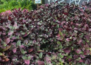 Hemigraphis 'Red Flame Ivy' features dense dark purple and green foliage with small white flowers. Arrives in a 13cm pot, perfect for adding vibrant colour to your outdoor garden.