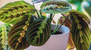 A Maranta 'Red and Black Prayer Plant' in a 5" white pot displays green leaves with pink veins and dark markings, positioned indoors in soft natural light.