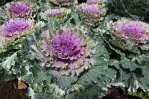 Several kale 'ornamental' plants with green and white leaves and vibrant purple centres thrive closely together in a garden bed, each in a 6" pot.