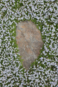 pratia white star creeper