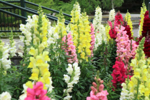 Snapdragon 'Mix' 4" Pot features blooms in white, yellow, pink, and red above green foliage. Ideal for gardens or containers, these vibrant flowers add a splash of colour to any space.