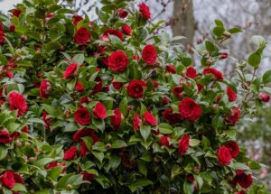 Camellia japonica 'Red Red Rose' in a 15cm pot features numerous bright red blooms and green leaves, set outdoors with a tree and an overcast sky in the background.