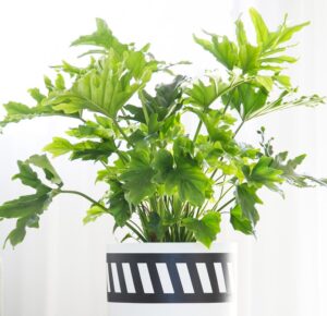 A Philodendron 'Hope' in a 15cm pot features deeply lobed leaves and comes in a white container with a black and white diagonal stripe design.