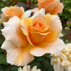 Close-up of Rose 'Just Joey' in bloom, showcasing its peach and yellow petals and soft green foliage in the background.