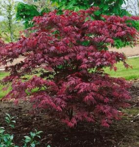 The Acer 'Okagami' Japanese Maple 4ft (Bare Rooted) has dense, deep red foliage, perfect for adding striking colour and structure to any landscaped garden bed.