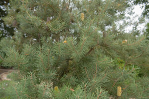 Close-up of Banksia marginata 'Silver Banksia' in a 10" pot, showing its bushy needle-like leaves and multiple small cylindrical brown and yellow cones.