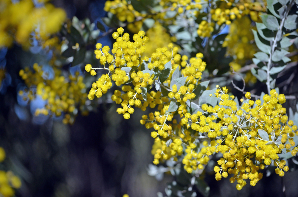 Acacia 'Queensland Silver Wattle'