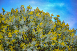 Acacia podalyriifolia Queensland Silver Wattle Pearl Wattle Acacia Silver foliage australian native yellow blossoms