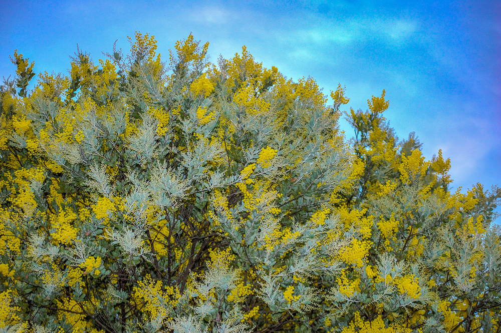 Acacia podalyriifolia Queensland Silver Wattle Pearl Wattle Acacia Silver foliage australian native yellow blossoms