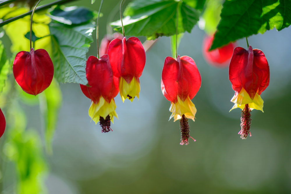Abutilon megapotamicum Chinese Lantern Trailing Abutilon red flowers