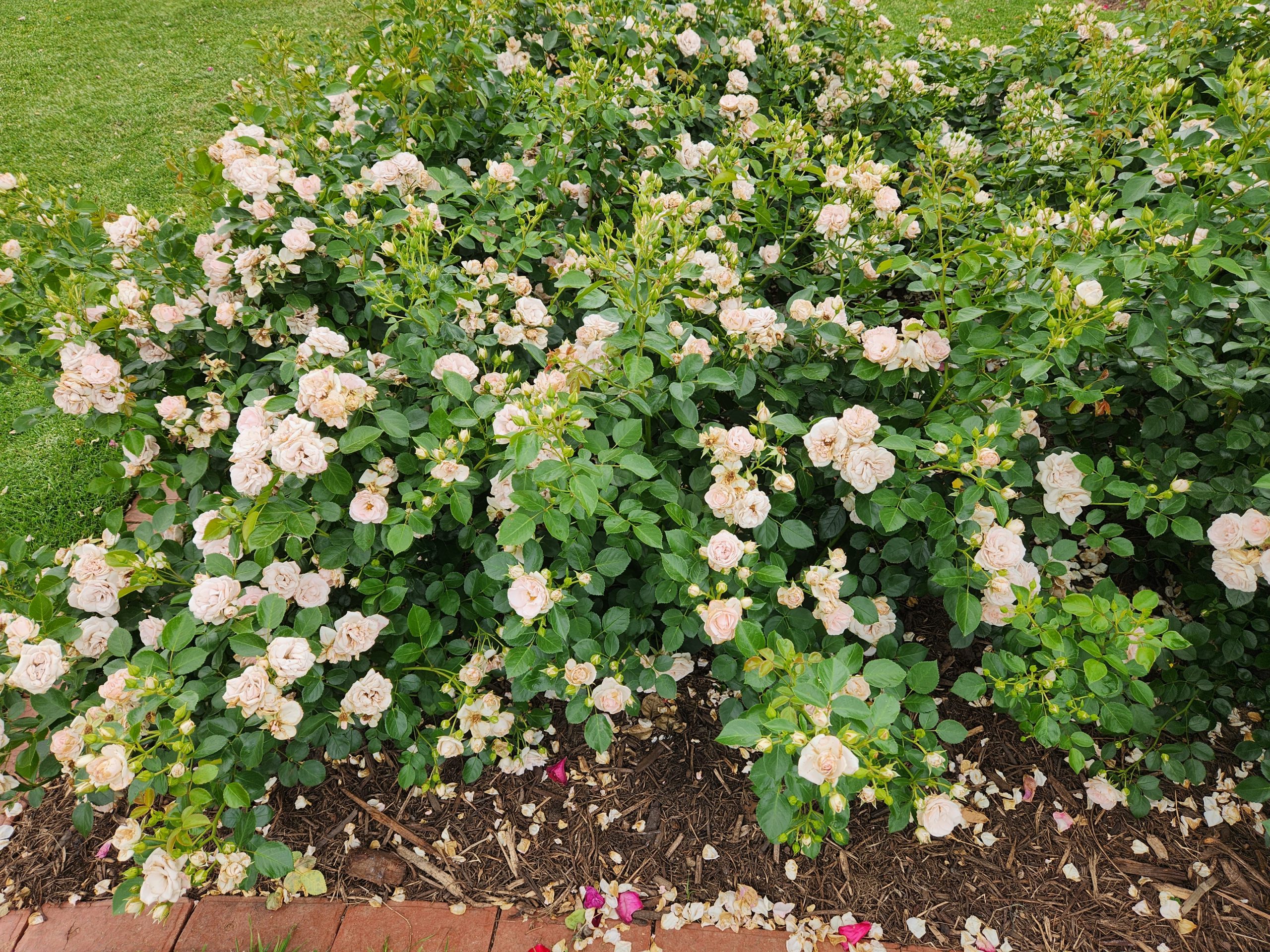 Rosa hybrd tea Aspirin Rose