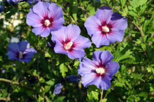 The Hibiscus 'Single Purple' in an 8" pot features five single purple flowers with red centres and white stamens blooming amid green leaves in bright sunlight.