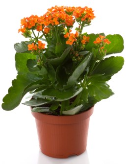 Kalanchoe 'Orange' 6" Pot