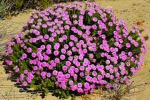 pimelea rosea hot pink rice flower deep dream coastal bush