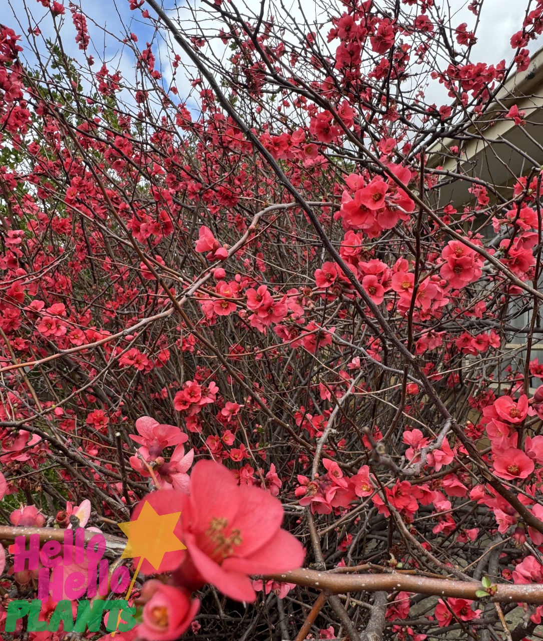 Chaenomeles 'Red' Flowering Quince 6" Pot
