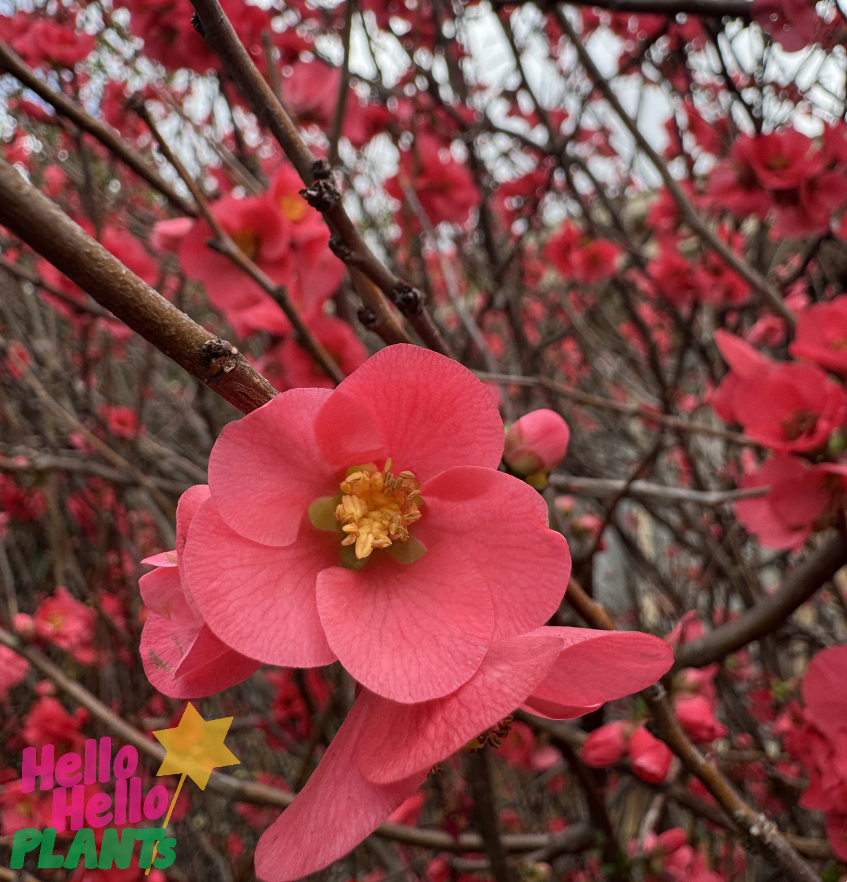 Chaenomeles 'Red' Flowering Quince 6" Pot