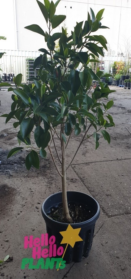 ficus rubiginosa 20 litre potted tree port jackson fig