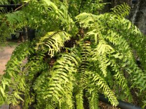 Nephrolepis cordifolia Fishbone fern or Sword fern drooping fronds green foliage fernery