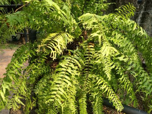 Nephrolepis cordifolia Fishbone fern or Sword fern drooping fronds green foliage fernery
