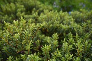 Close-up of dense green shrubbery with small, glossy leaves, reminiscent of Dymondia 'Silver Carpet' 3" Pot (Bulk Buy of 20), filling the frame.