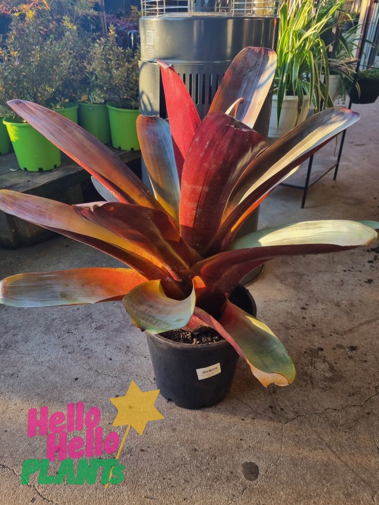 Alcantarea imperialis Bromeliad Silver Plum tropical 10inch pot