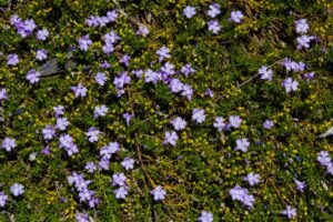 Hemiandra pungens purpurea Snakebush Mauve Purple Snakeplant groundcover spreading purple flowers