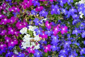 Lobelia hybrid Matted Lobelia Mix small star shaped flowers blue and purple mix groundcover