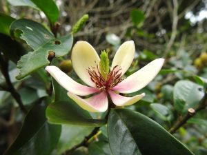 Close-up of a cream and pink flower with dark stamens, surrounded by lush green leaves and a sprawling Dymondia 'Silver Carpet' 3" Pot (Bulk Buy of 20).