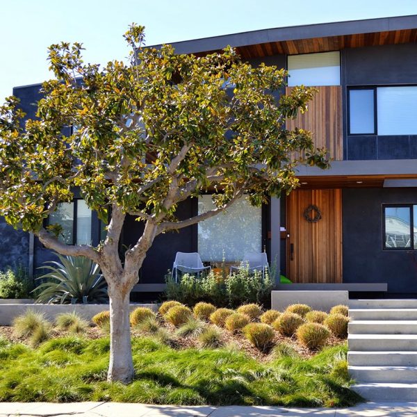 A modern fusion garden with grasses, aloe and a manicured Queensland Box tree
