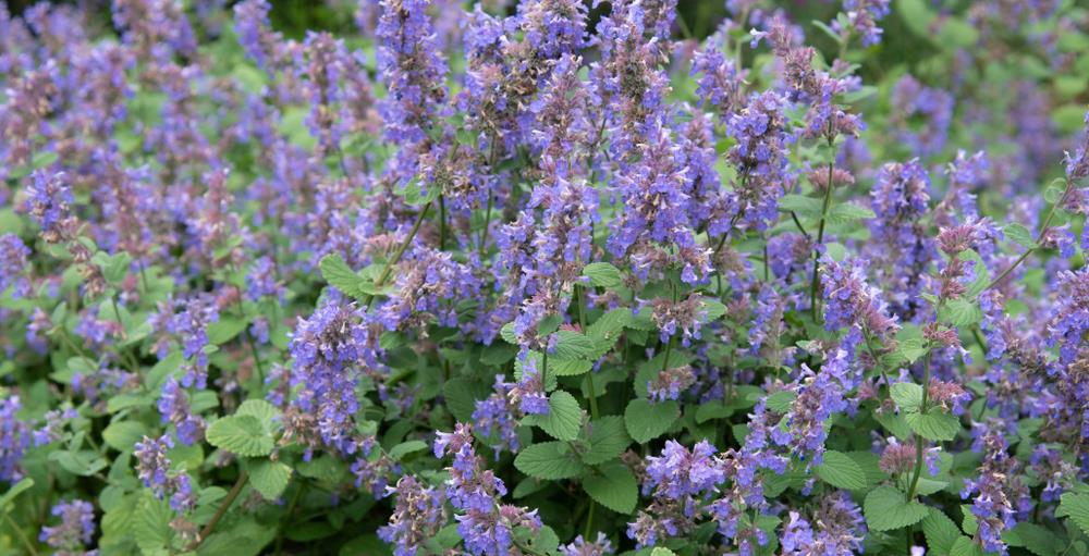 Nepeta 'Walkers Blue' Catmint 6" Pot